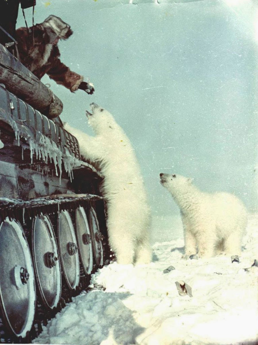 Feeding+polar+bears+from+a+tank,+1950+(1).jpg