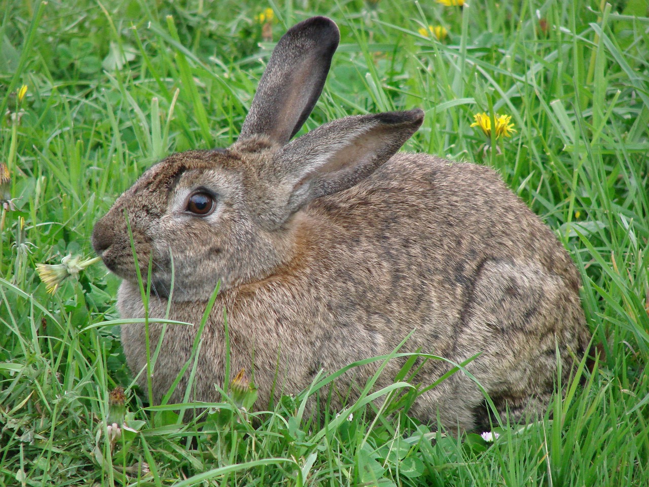 rabbit-358815_1280.jpg