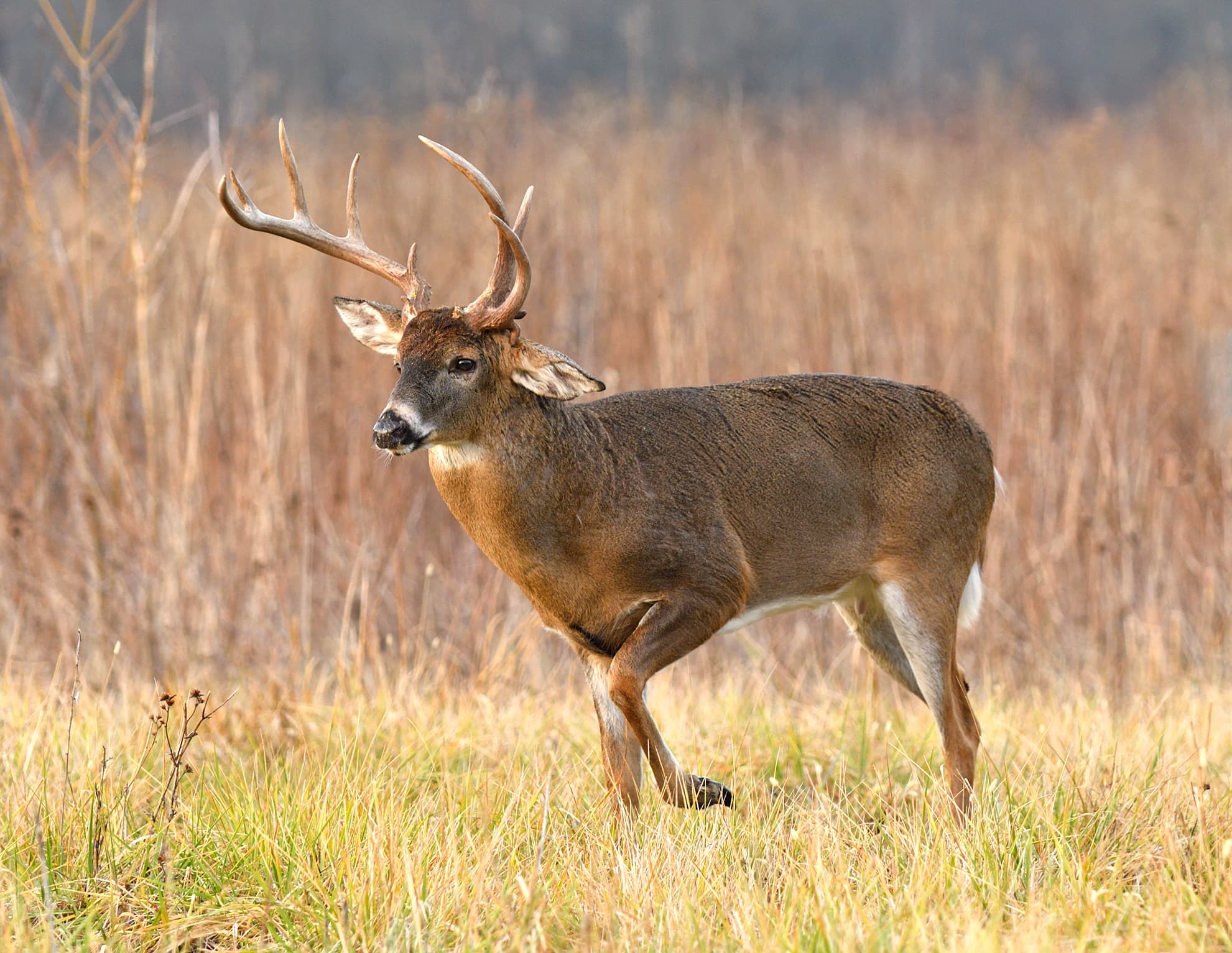 characteristics-of-whitetail-deer-antlers.jpg