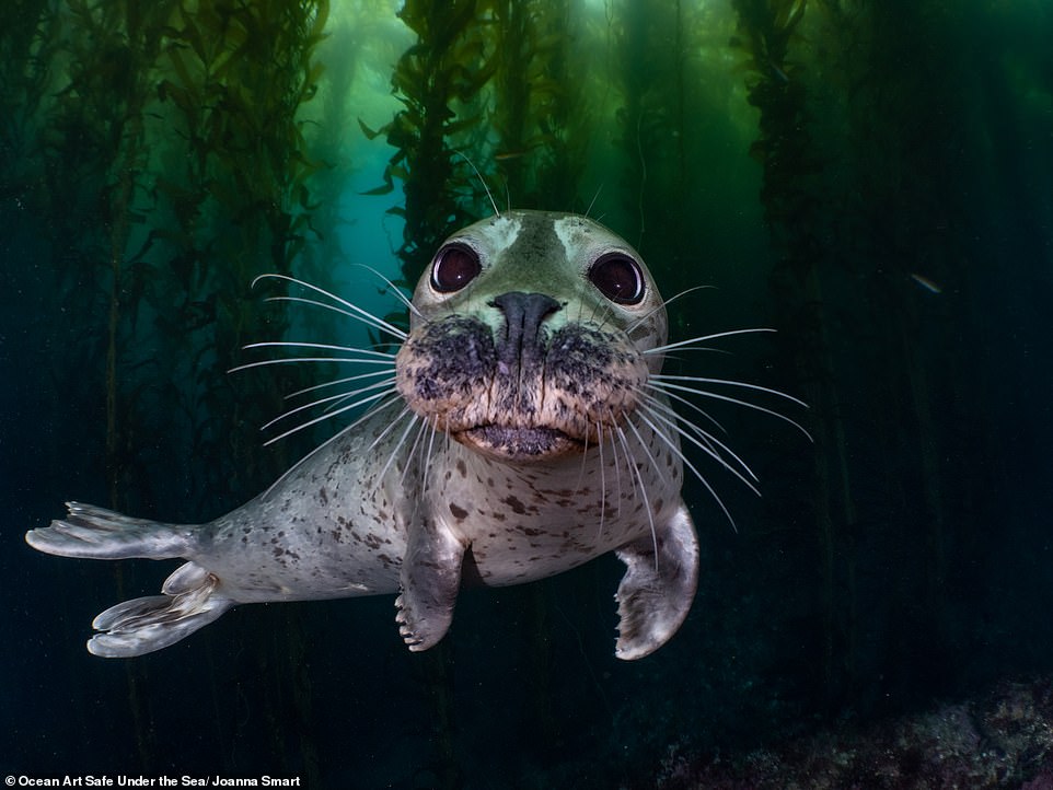 This image called 'Curiosity' by Joanna Smart won first place in the 'cold water' category. Joanna said of the shot, which was taken off the coast of Anacapa Island in California: 'As I swam through the dense kelp forest of Anacapa Island, I felt a tug at my fins. Turning around, I found a harbour seal, with large gazing eyes and a tubby, plump figure staring back at me from within the kelp'