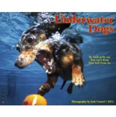 Underwater Dogs 2013 Calendar Underwater Photos, Underwater Dogs, Underwater Photography, The Animals, Funny Animals, Funny Dogs, Cute Dogs, Cutest Animals, Stuffed Animals