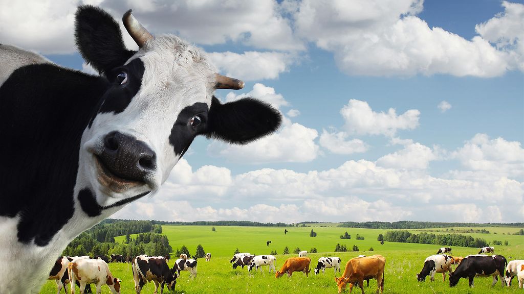 Image result for lehmä pics Image result for lehmä pics