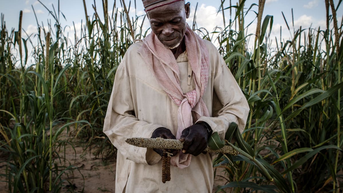 Kuivunutta satoa miehen käsissä Nigerissä.