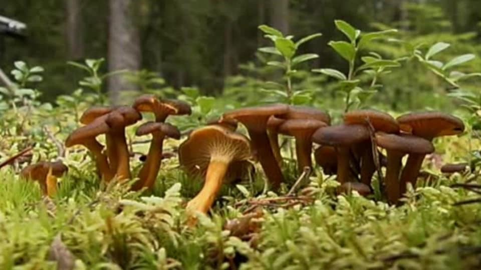 Image result for suppilovahvero pics Image result for suppilovahvero pics