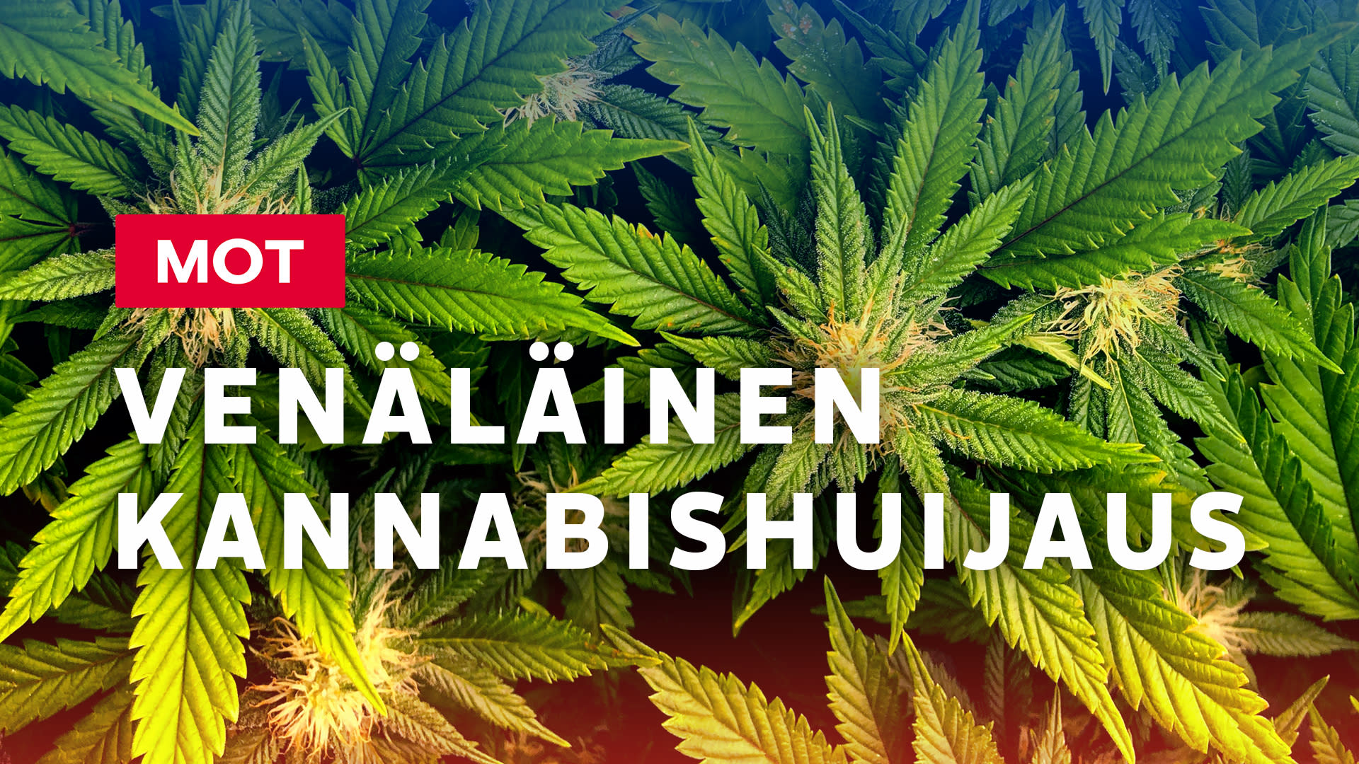 areena.yle.fi