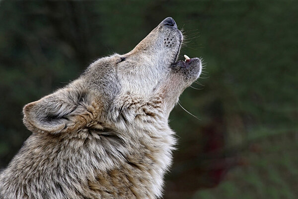 0822-wolf-howl.jpg