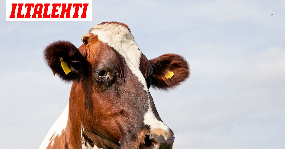 www.iltalehti.fi