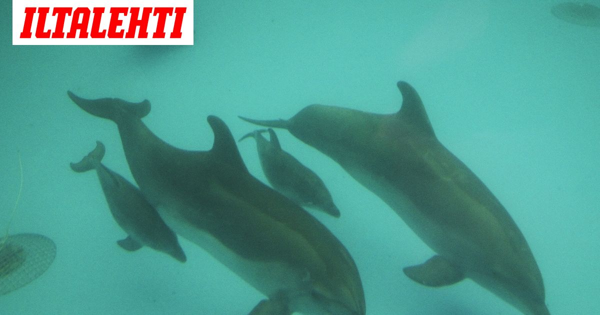 www.iltalehti.fi