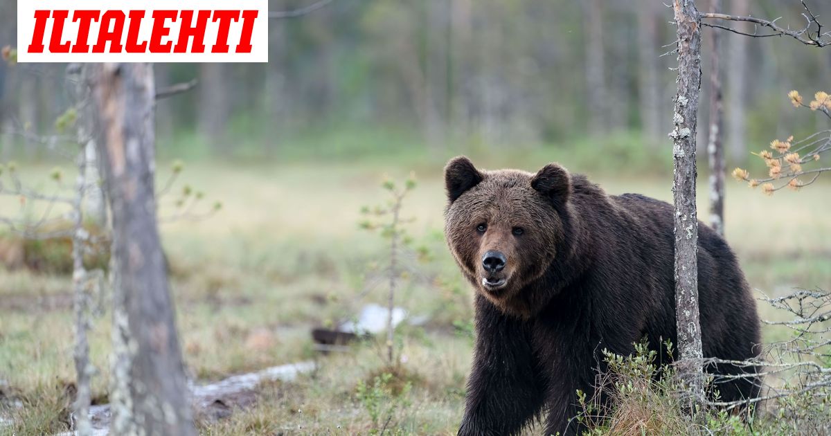 www.iltalehti.fi