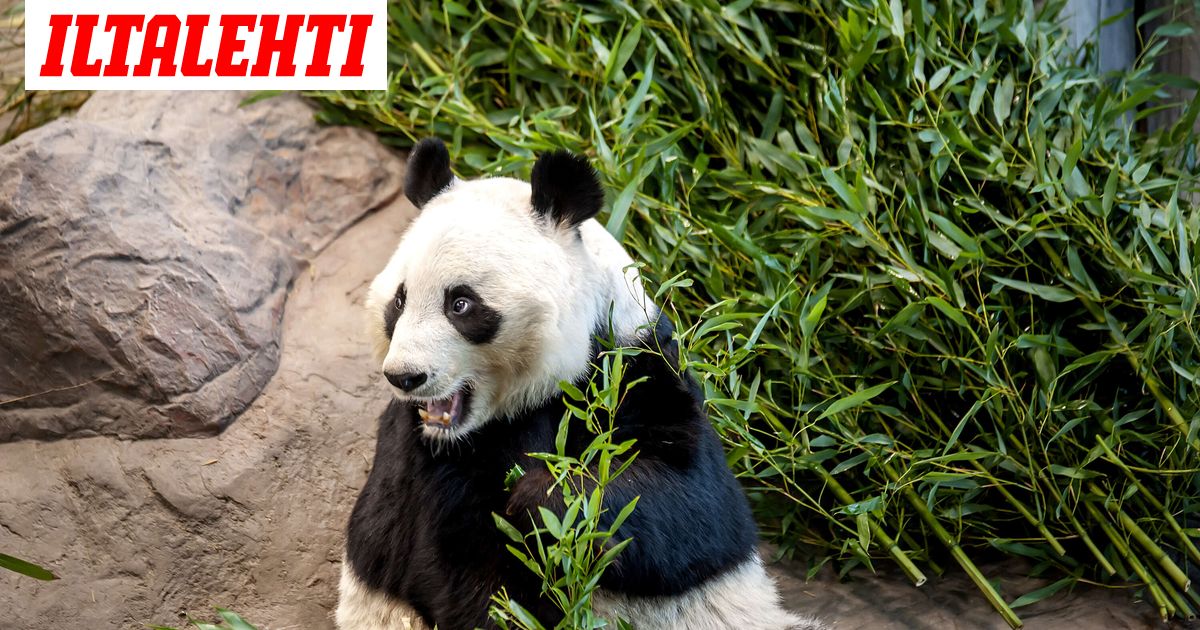 www.iltalehti.fi