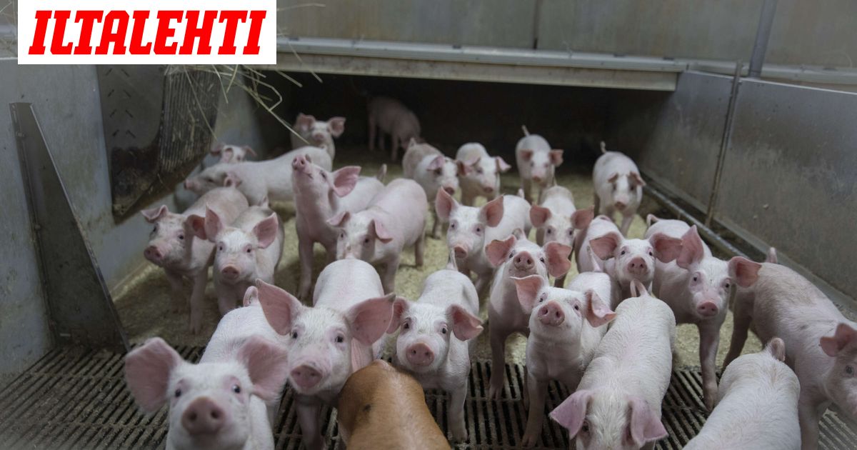 www.iltalehti.fi