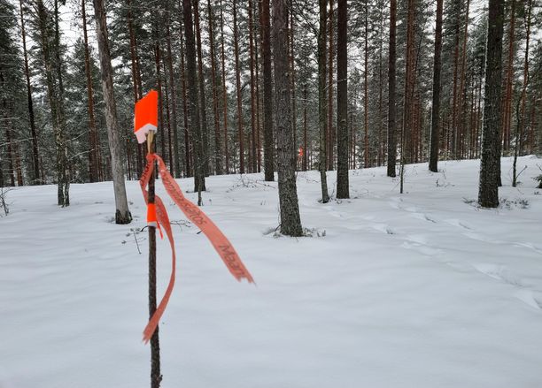Maanmittauslaitos merkitsi venäläisliikemiehen yritykselle annettuja pieniä kortteleita maastoon viime vuoden lopulla Saarijärven Ahvenlammella sijaitsevalla Leiriharjun tontilla. Maanmittauslaitos merkitsi venäläisliikemiehen yritykselle annettuja pieniä kortteleita maastoon viime vuoden lopulla Saarijärven Ahvenlammella sijaitsevalla Leiriharjun tontilla.