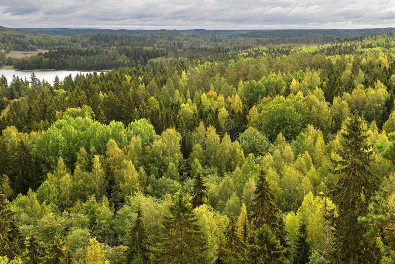 Aulanko forest park, Hameenlinna, Finland. View from Aulangonvuori Hill. Endless forests.  royalty free stock images