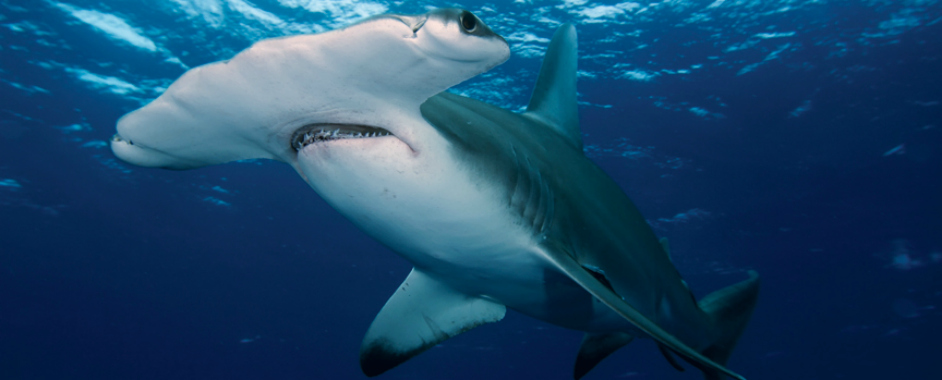 great-hammerhead-shark-www-adventureaquarium-com.jpg