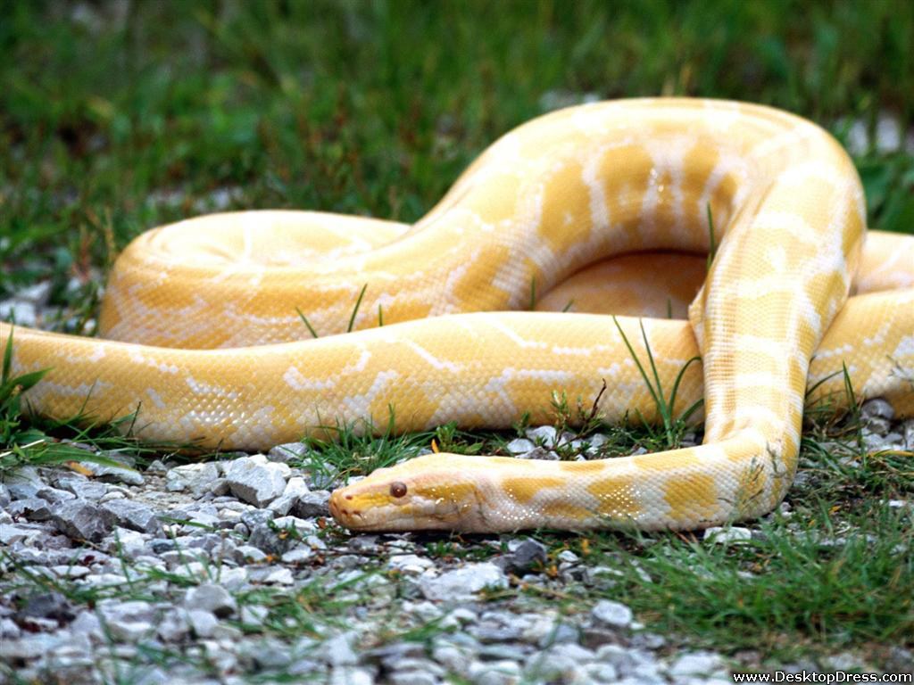 albino-burmese-python.jpg
